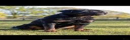 Rottweiler dogs for stud: Proven kc reg Health tested hip and elbow scored in Windsor - Advert 8