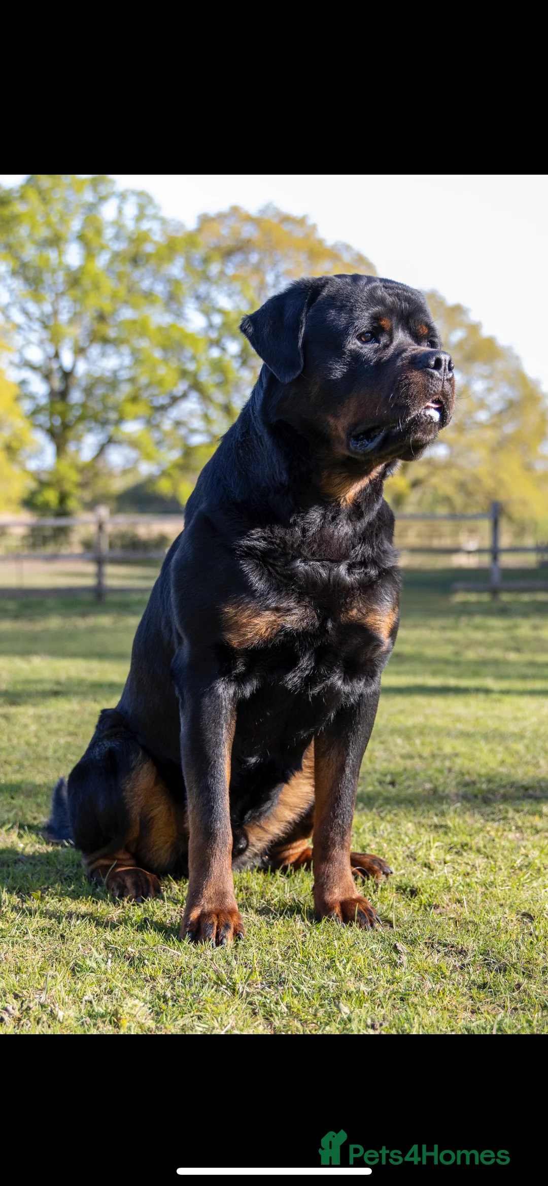 Rottweiler dogs for stud: Proven kc reg Health tested hip and elbow scored in Windsor - Advert 8