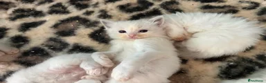 Ragdoll Kitten 4