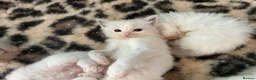Ragdoll cats for sale: Pedigree Ragdoll babies  - Advert 14