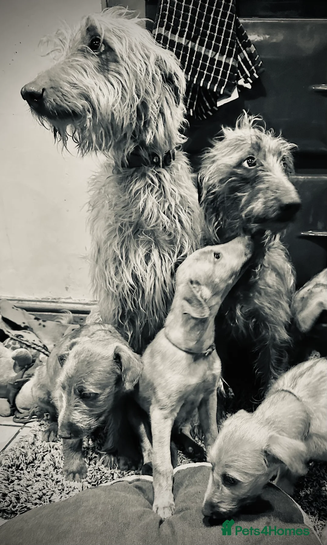 Mixed Breed dogs for sale: 2 grey boy bedlington whippet puppies  - Advert 3
