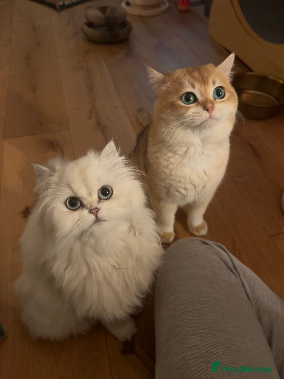 British Longhair cats for sale: 5 Beautiful blue eyed British Shorthair in London - Image 35