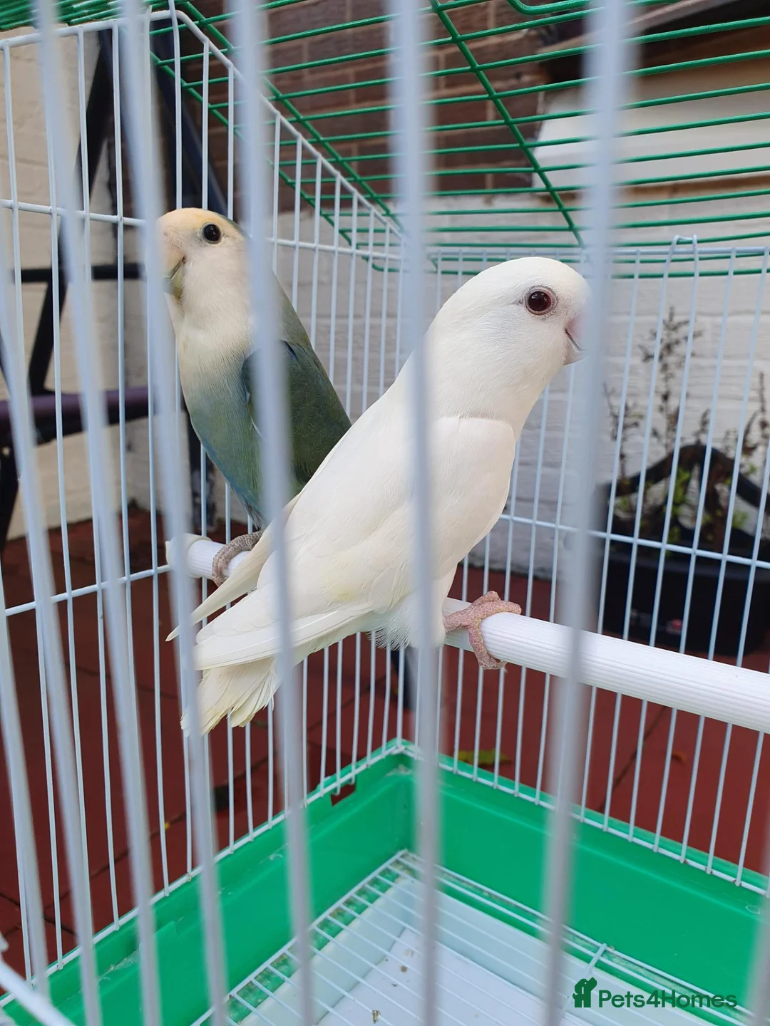 Lovebirds birds for sale: Lovebirds for sale  - Advert 1
