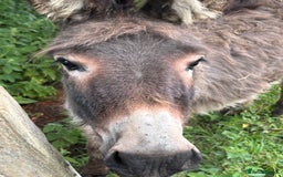 Miniature horses for sale: Beautiful baby girl donkey - Image 3