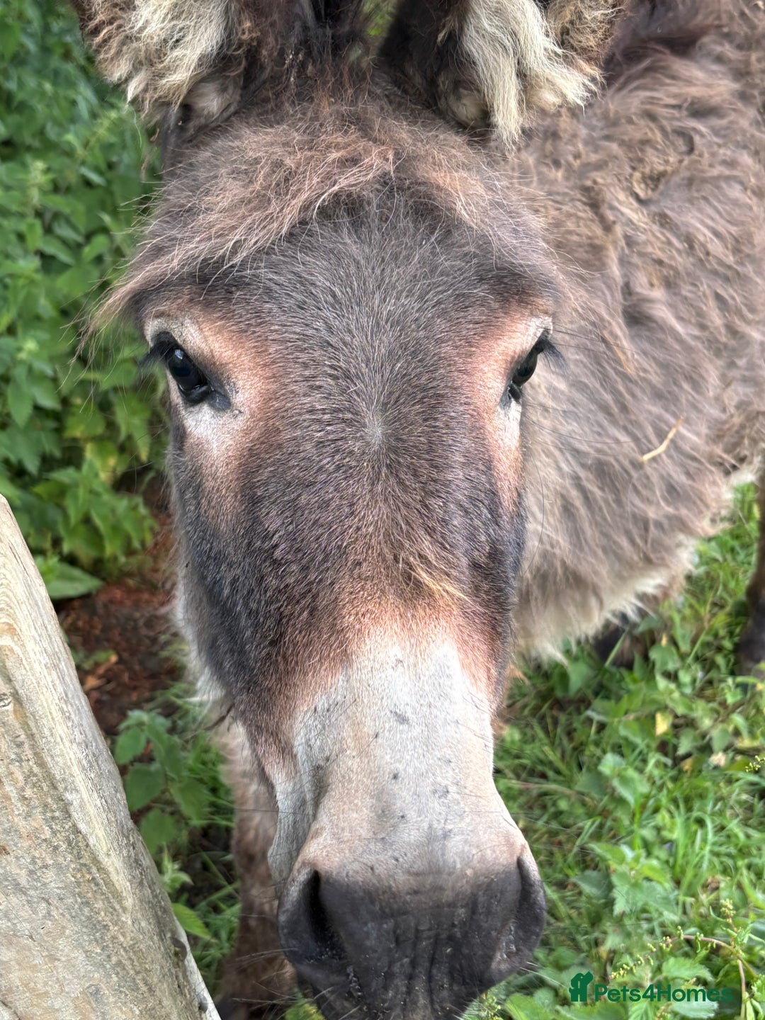 Miniature horses for sale: Beautiful baby girl donkey - Image 3