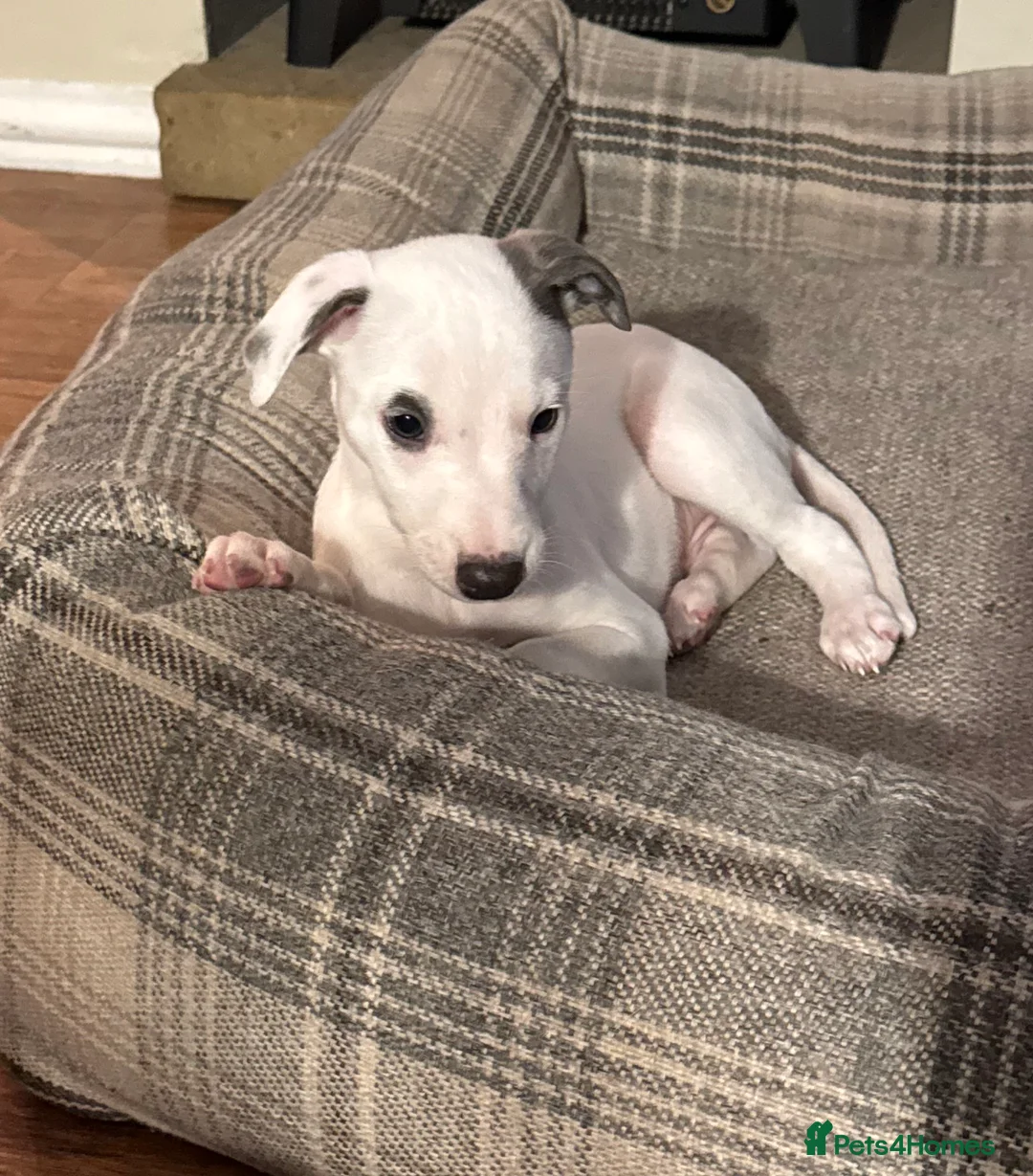 Whippet dogs for sale: KC registered whippet dog puppy. - Advert 3