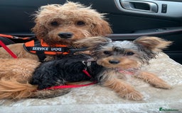 Cavapoo dogs for sale: Meet Tilly - Stunning Red F1 CavaPoo  in Rhyl - Image 6