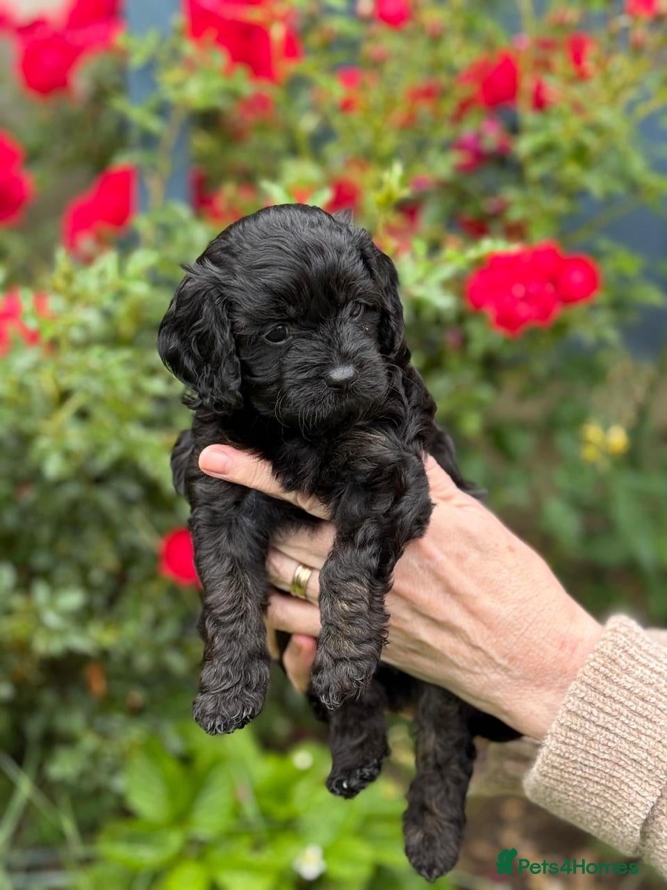 Cavapoo dogs for sale: Adorable F1 Cavapoo Puppies - Advert 17