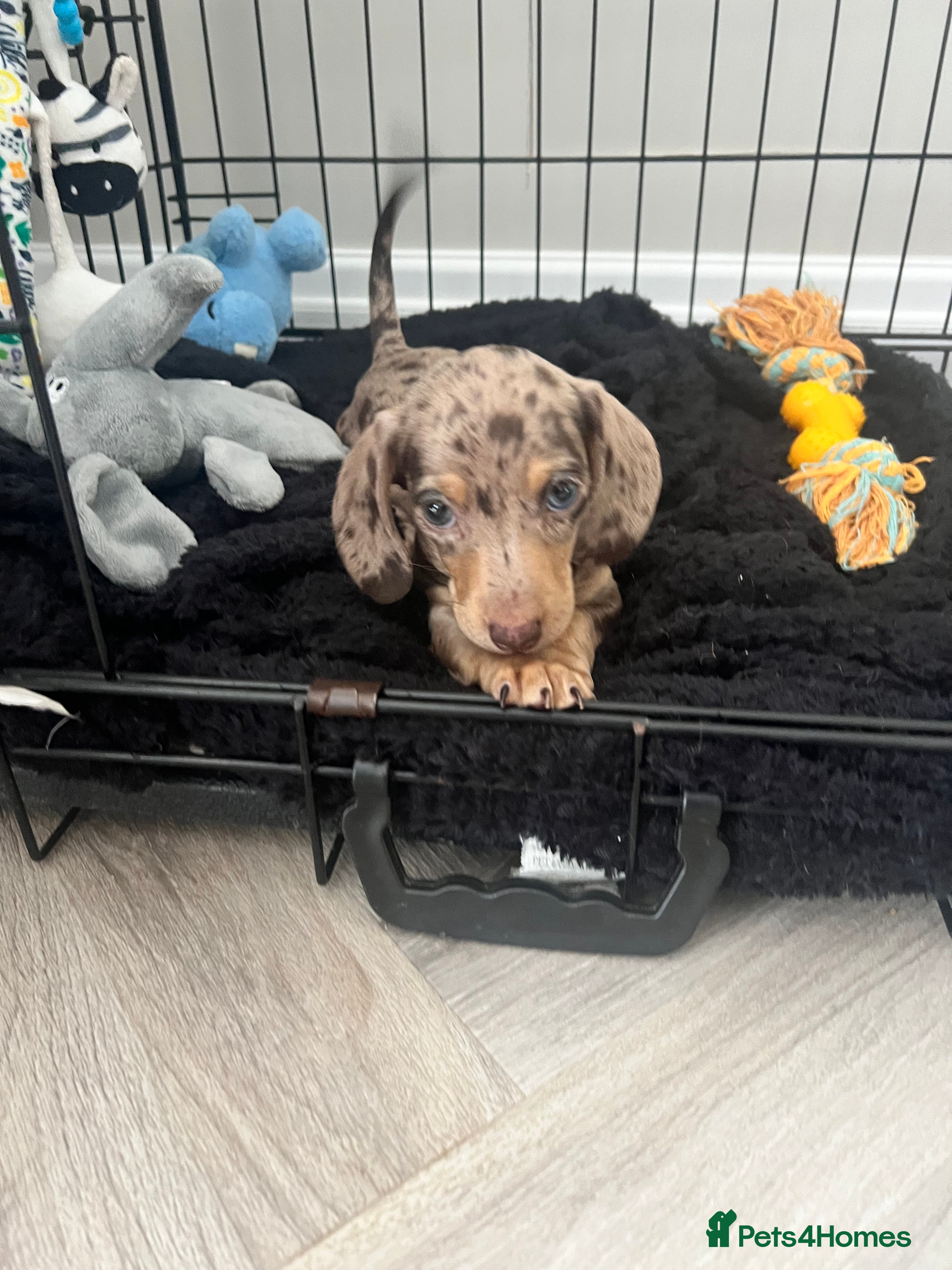 Miniature Dachshund dogs Chocolate Dapple & Tan Miniature Dachshund  - Advert 10