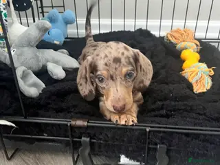 Miniature Dachshund dogs Chocolate Dapple & Tan Miniature Dachshund - Advert 10