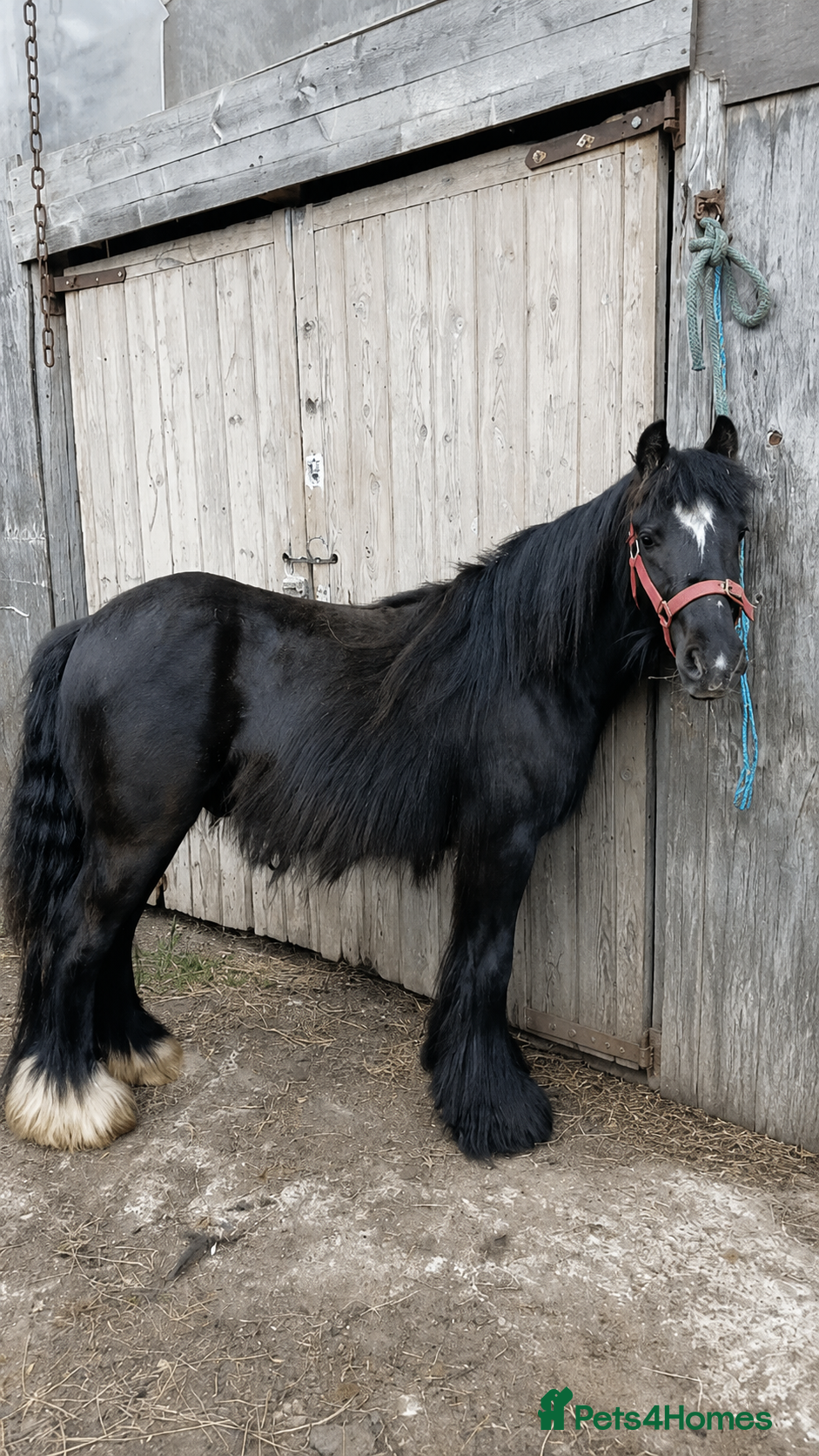 Irish Cob horses Ride and drive colt  - Advert 1