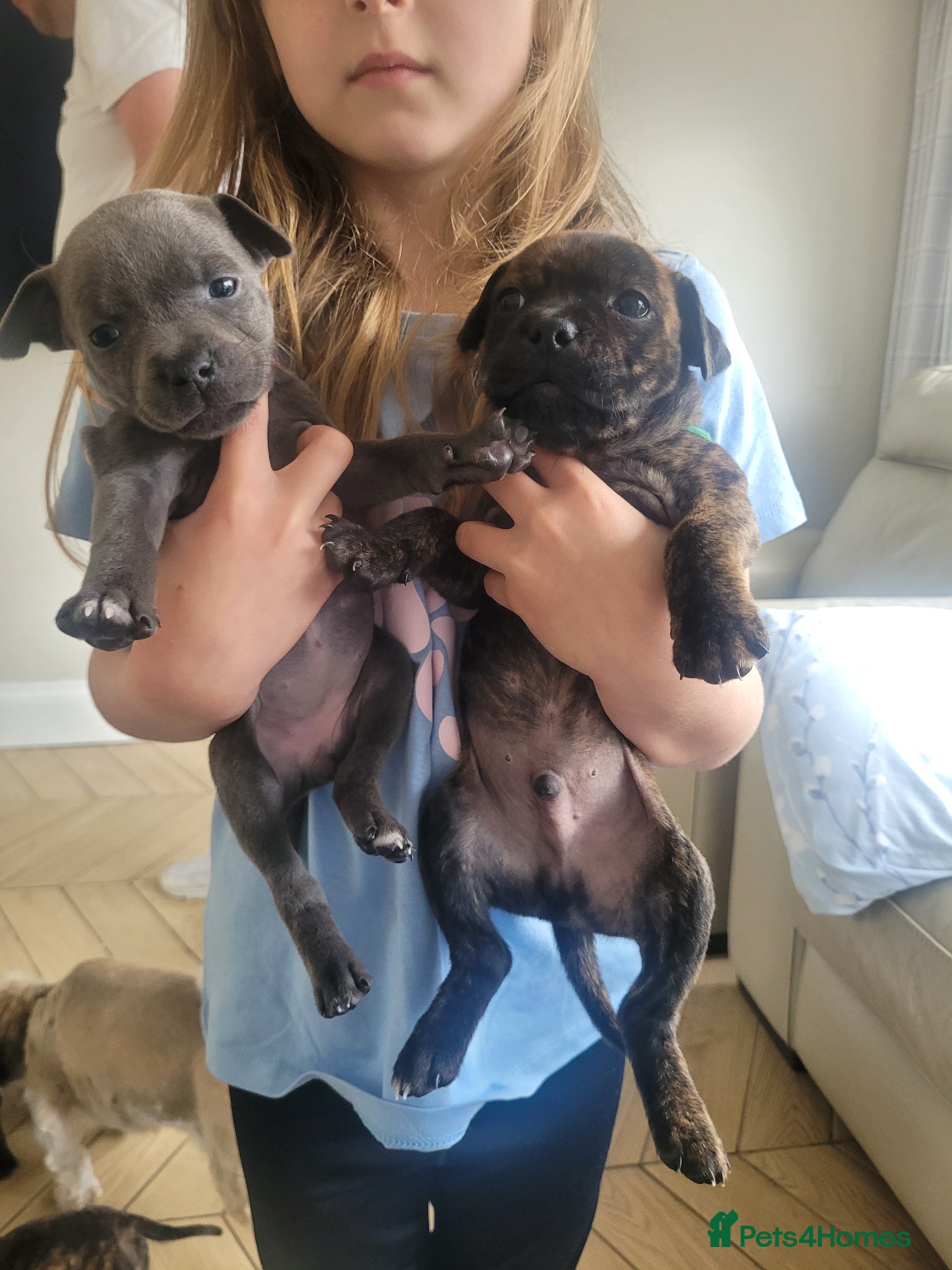 Mixed Breed dogs Staffie cross (ready soon) - Advert 16