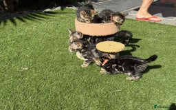 Bengal cats for sale: Bengal Cloud kittens / Maine coon - Image 19