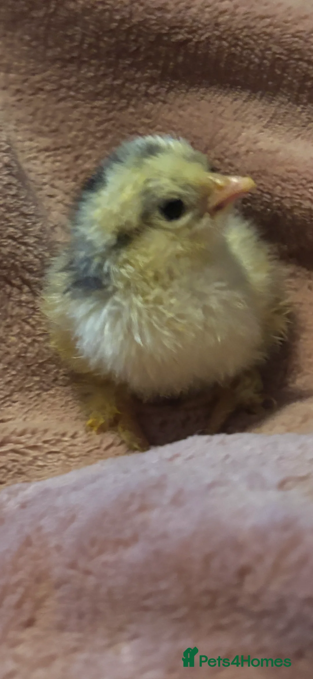 Chickens poultry for sale: Day old pekin chicks mix colours chance frizzle - Advert 5