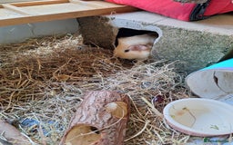 Guinea Pig rodents for sale: Guinea pigs looking for a loving home - Image 1