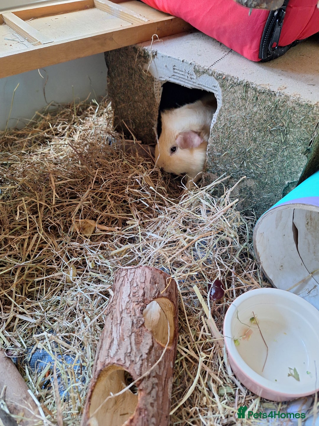 Guinea Pig rodents for sale: Guinea pigs looking for a loving home - Image 1
