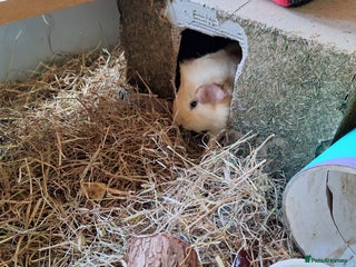 Guinea Pig rodents - Advert 1