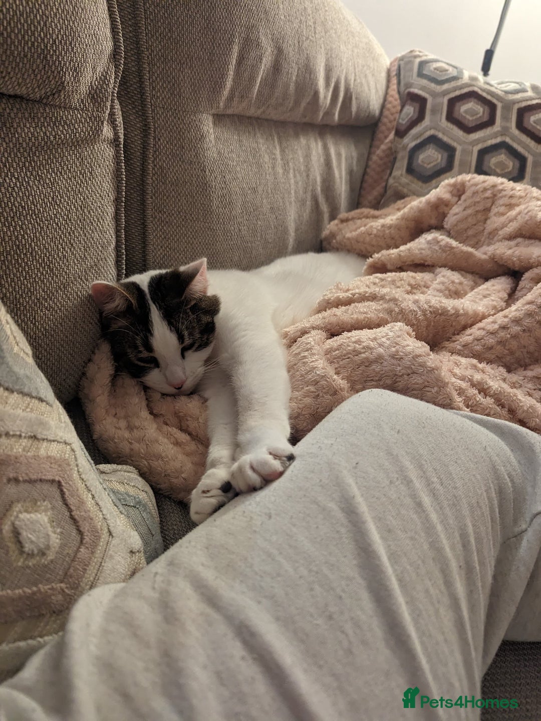 Mixed Breed cats for sale: Albie: Friendly white/tabby looking for new home - Advert 9