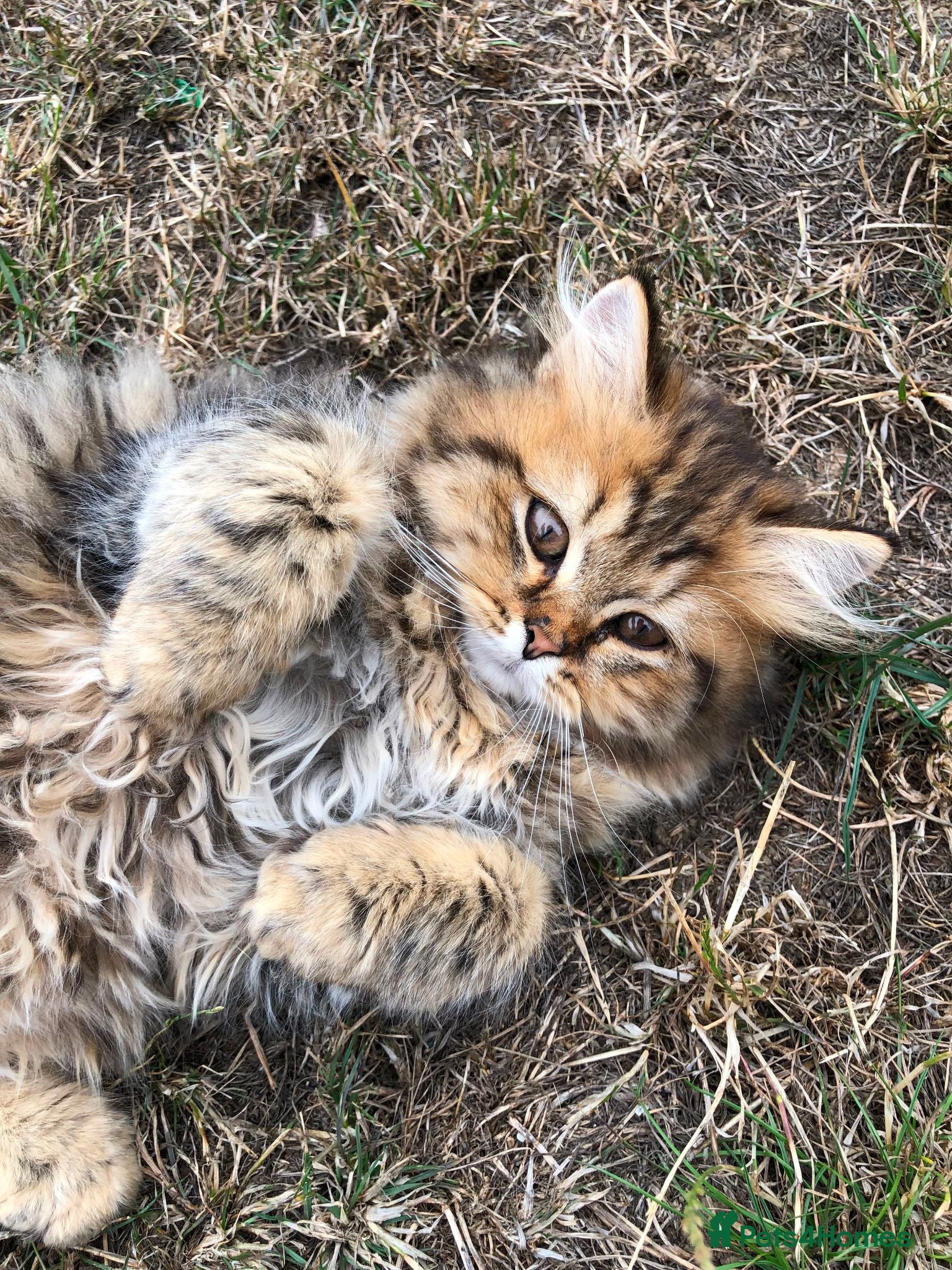 British Longhair cats PURE BRED BRITISH LONG HAIRED KITTENS FOR SALE - Advert 2