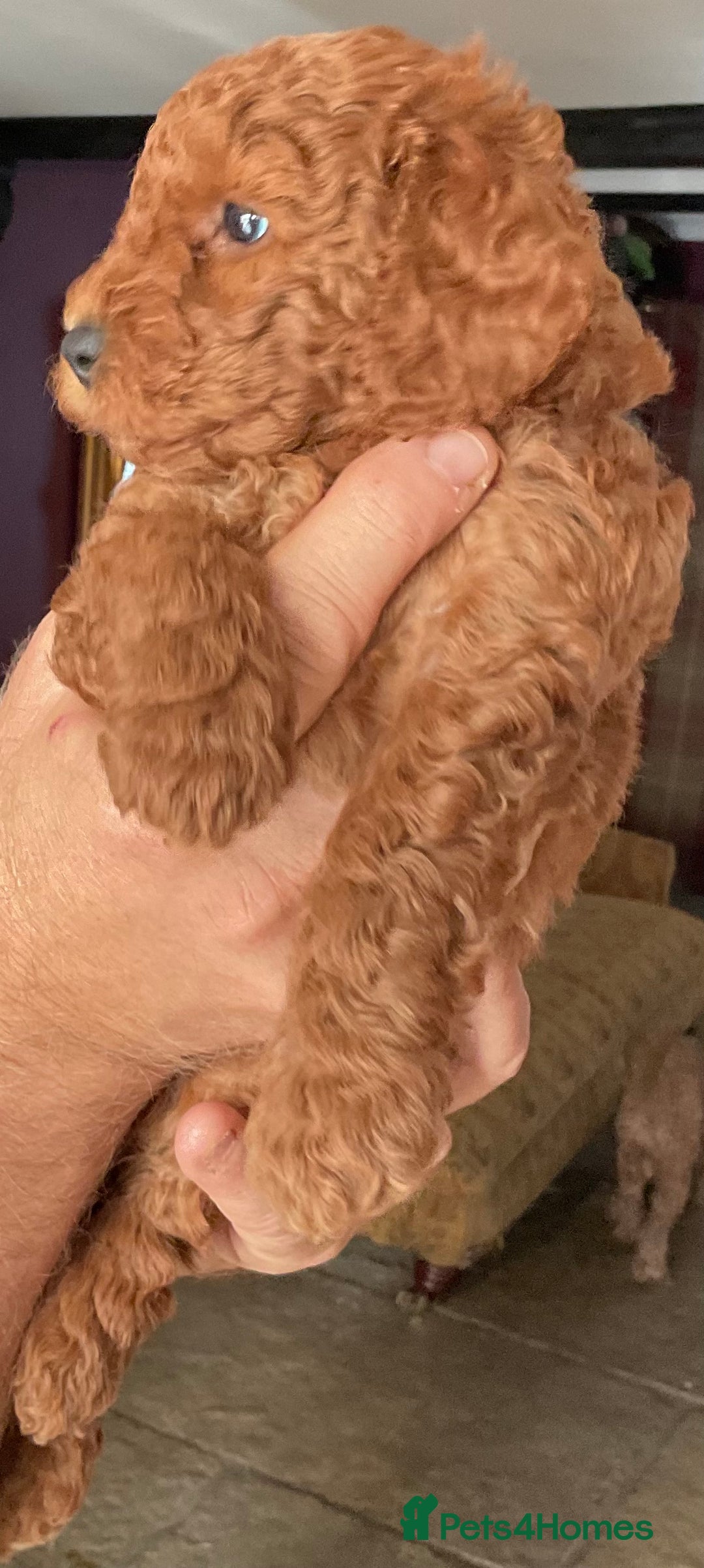 Cockapoo dogs for sale: COCKAPOO PUPS ( miniature x cockapoo ) ReadyDec 4 - Advert 3