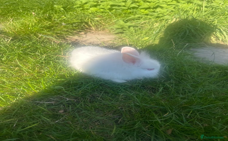 Mixed Breed rabbits - Advert 7