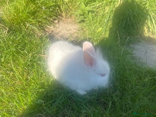 Mixed Breed rabbits - Advert 21