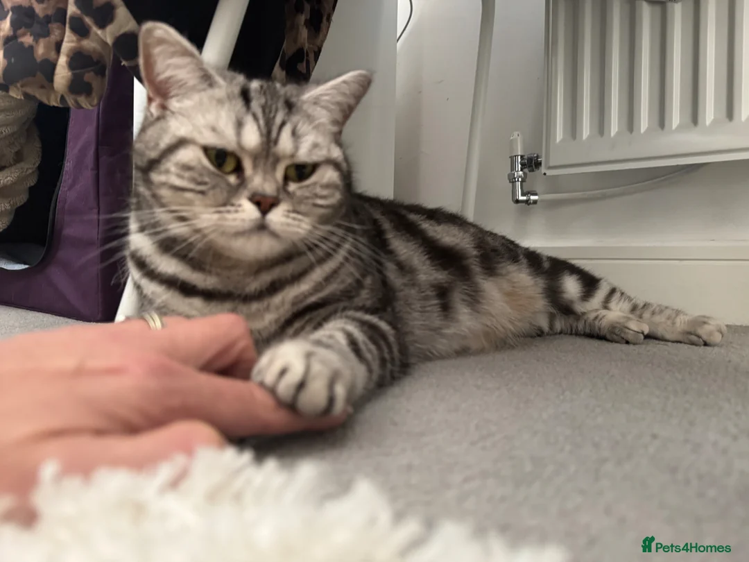British Shorthair cats for sale: Silver Tabby British Shorthair  - Advert 12