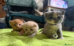Mixed Breed cats for sale: Beautiful babies ready in 2 weeks - Image 5
