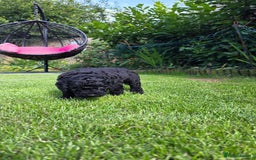 Australian Labradoodle dogs for sale: Reduced-Multigen Aussie Labradoodles curly/nonshed - Image 35