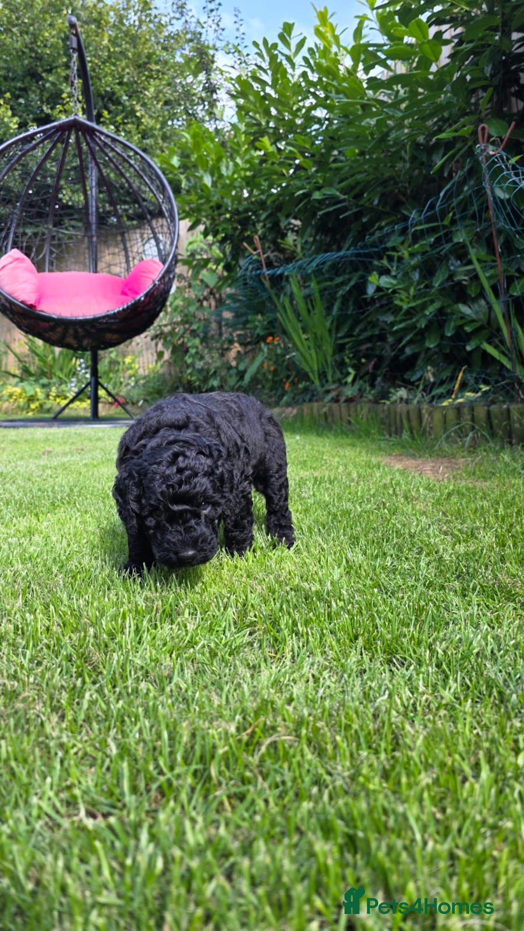Australian Labradoodle dogs for sale: Reduced-Multigen Aussie Labradoodles curly/nonshed - Image 35