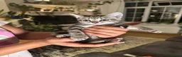 Mixed Breed cats for sale: 6 Beautiful Kittens Available  - Advert 11
