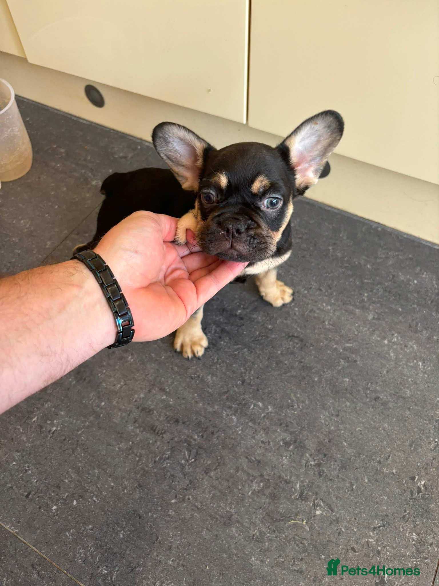 French Bulldog dogs Two French bulldog boy puppies  - Advert 2