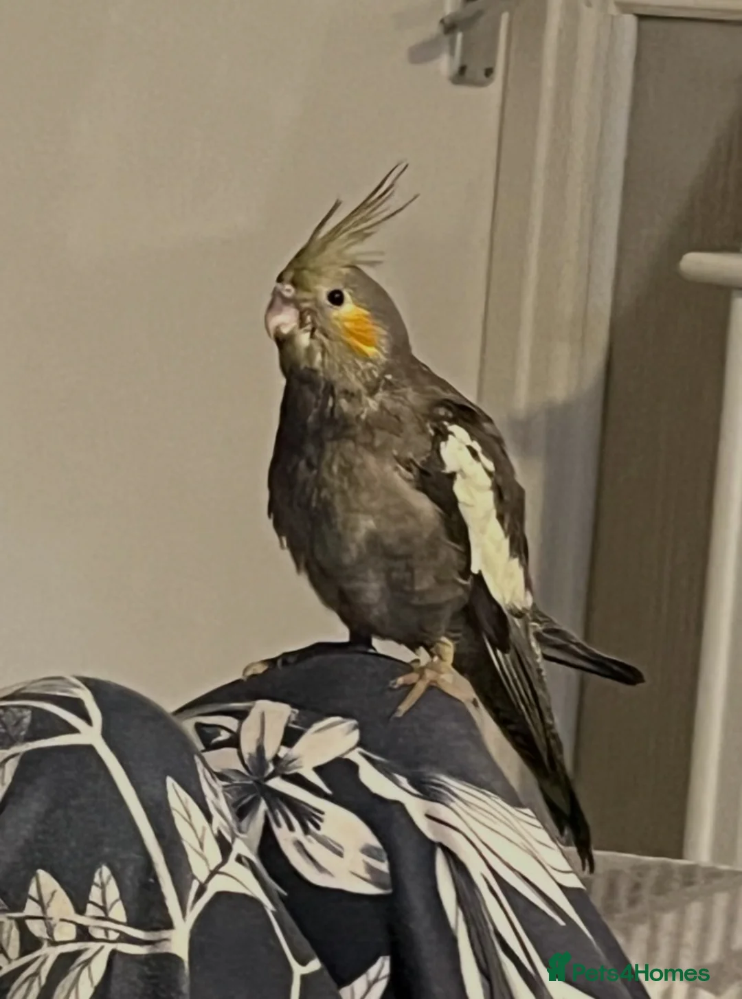 Cockatiels birds for sale: Hand reared and tamed baby cockatiels  - Advert 14