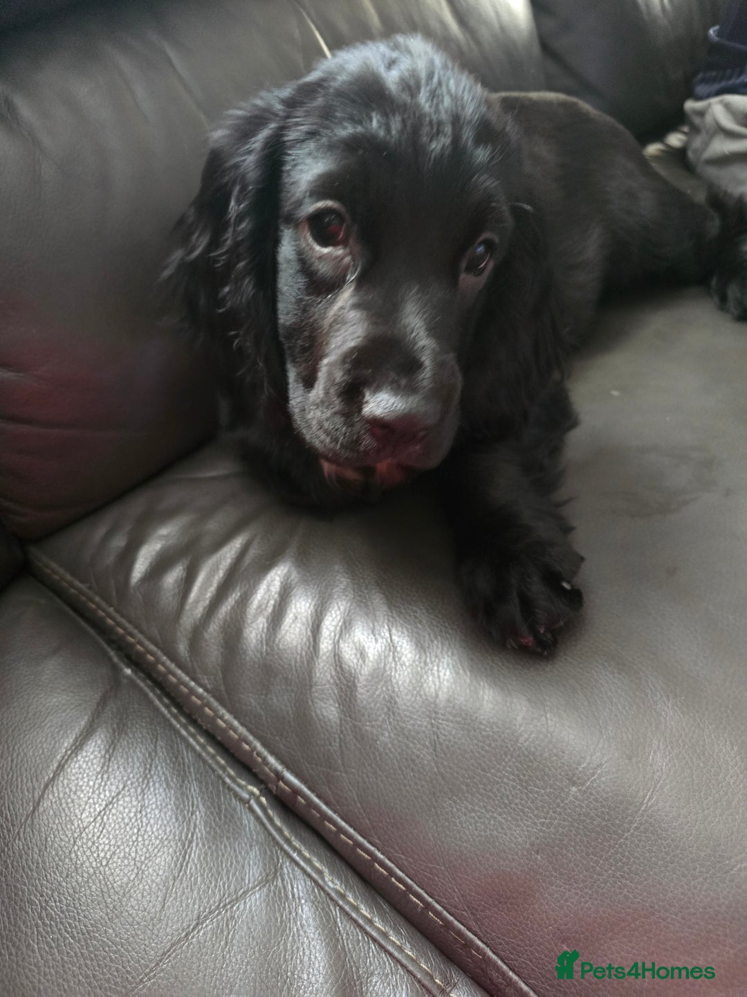 Cocker Spaniel dogs for sale: Cocker spaniel pups ready to leave now  3g, 1b - Image 20