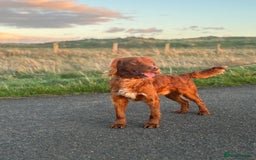 American Cocker Spaniel dogs for sale: Cocker spaniel male for sale - Advert 2