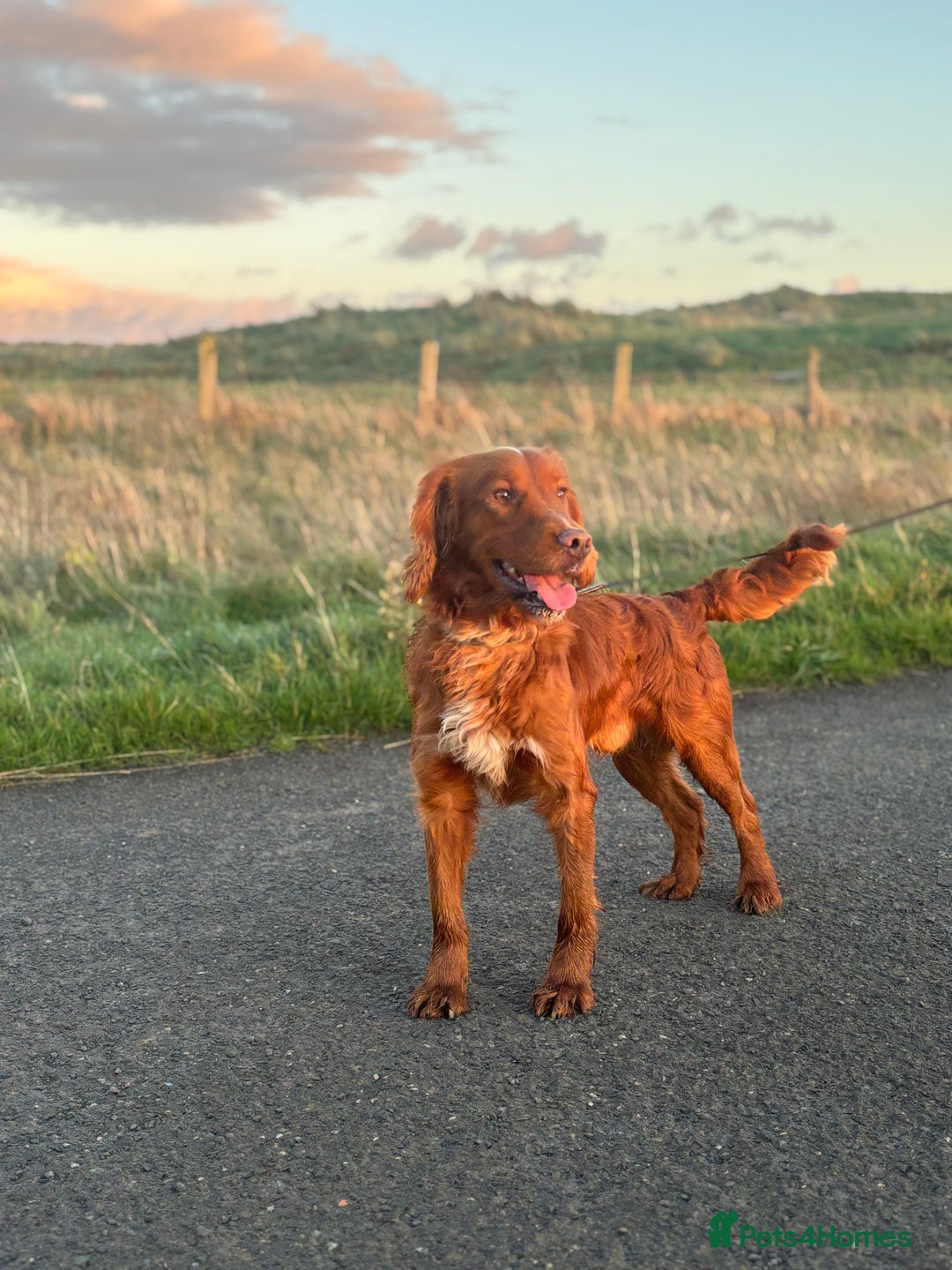 American Cocker Spaniel dogs for sale: Cocker spaniel male for sale - Advert 2
