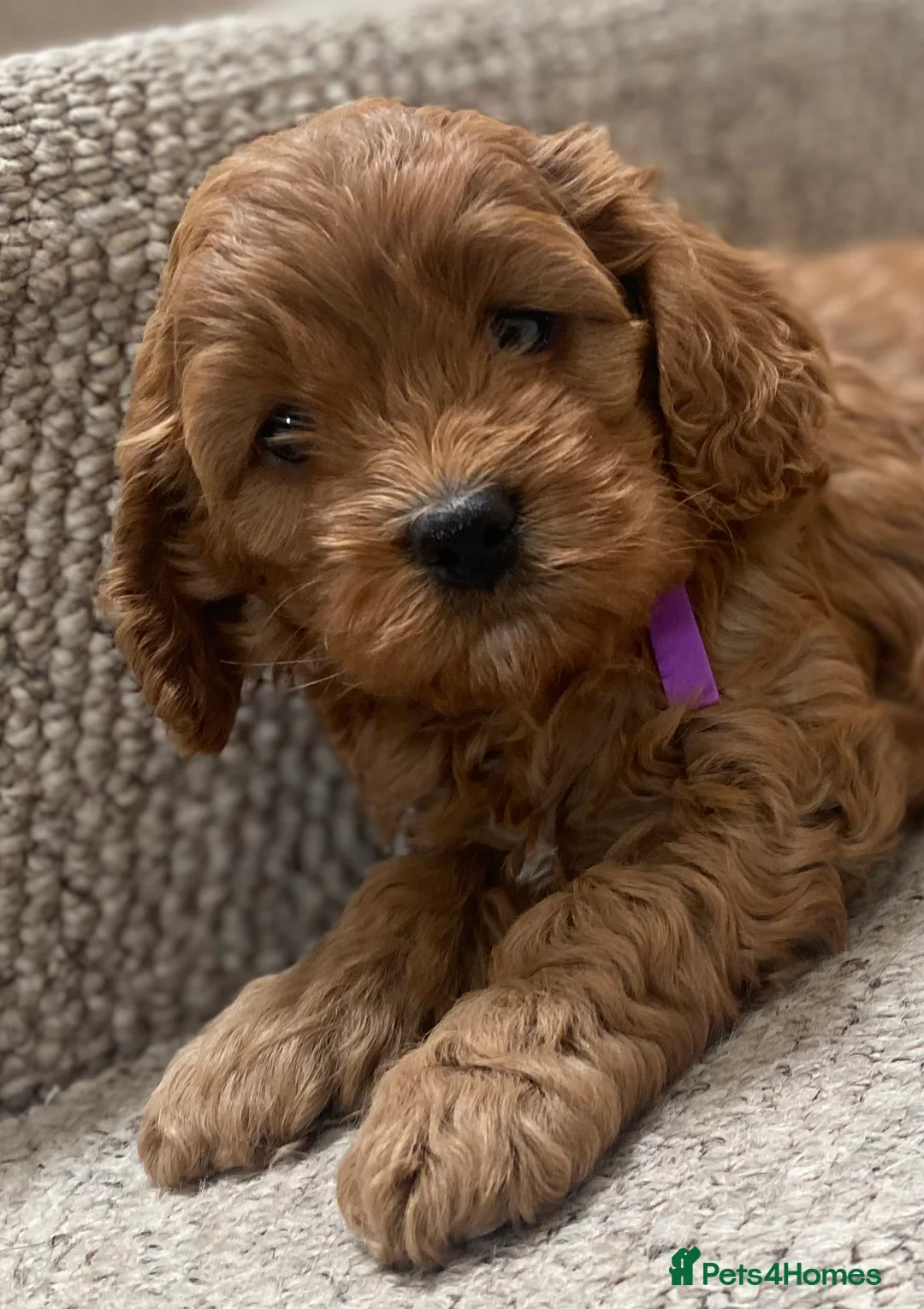 Cockapoo dogs for sale: American Cockapoo pups. F1 Health tested Parents - Advert 2