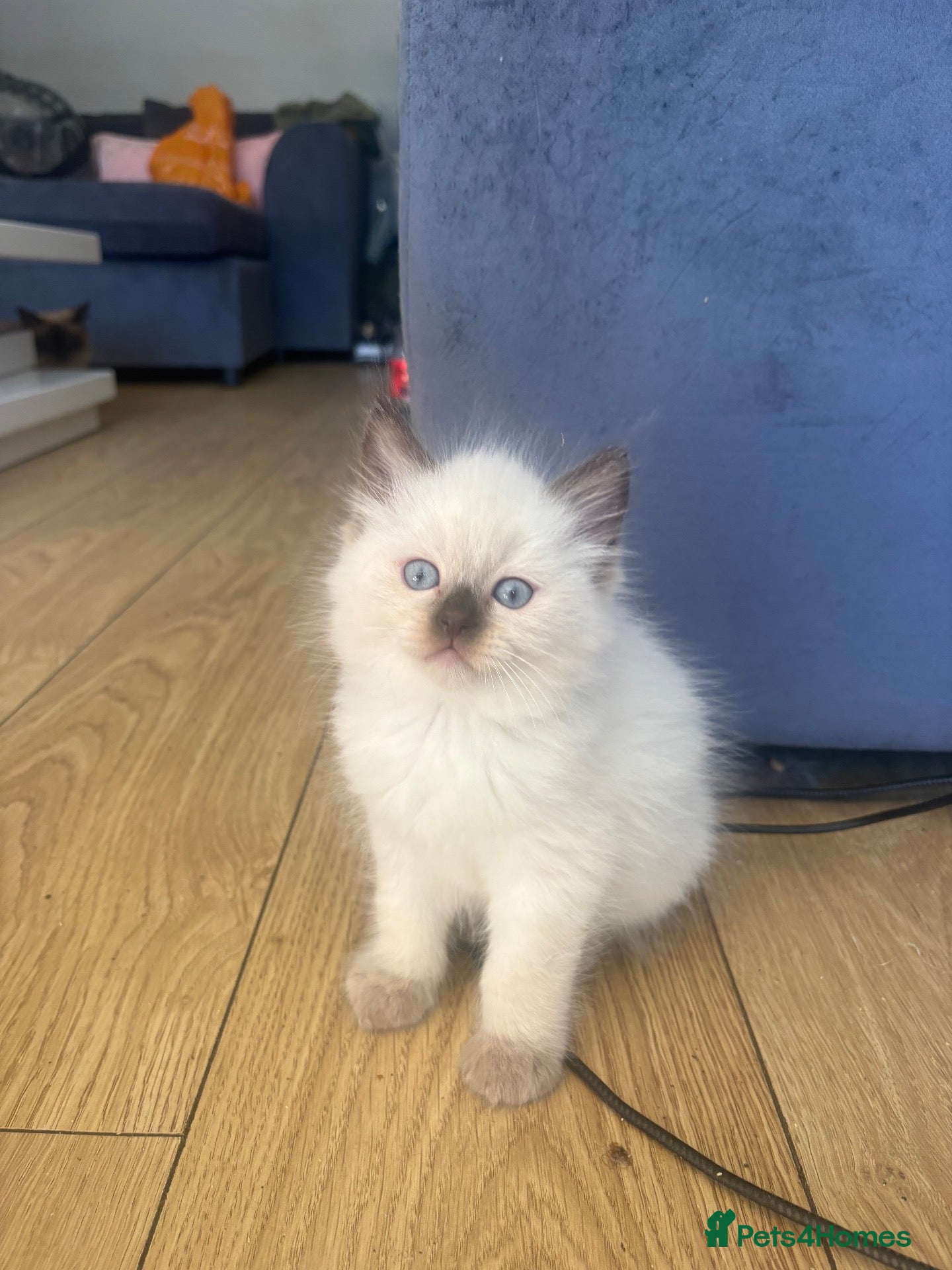 Ragdoll cats Beautiful fluffy ragdoll kittens - Advert 2