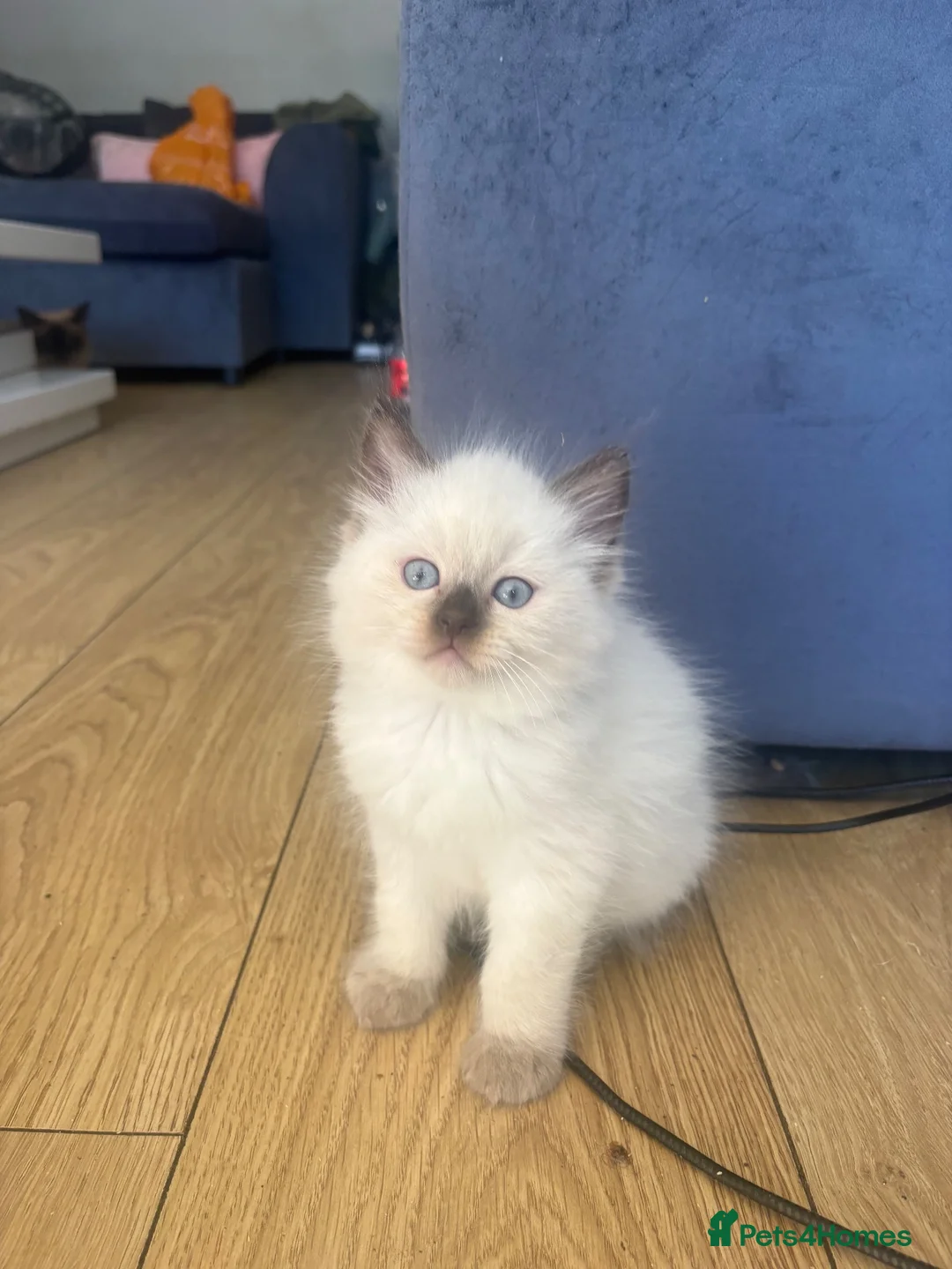 Ragdoll cats for sale: Beautiful fluffy ragdoll kittens - Advert 2