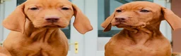 Hungarian Vizsla dogs for sale: Premium Male Hungarian Vizsla Puppies  - Advert 7