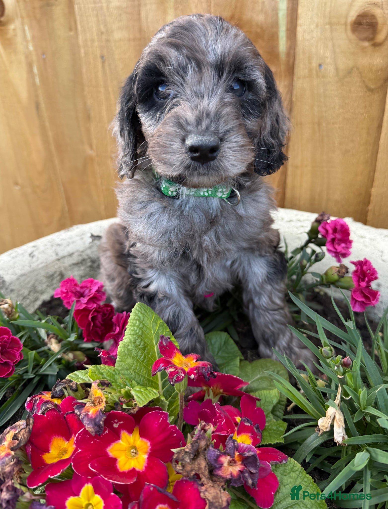 Cockapoo dogs Cockapoo puppies  - Advert 4