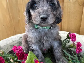 Cockapoo dogs Cockapoo puppies - Advert 4