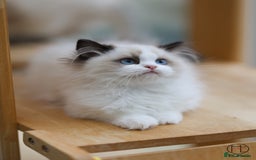 Ragdoll cats for sale: GCCF Sweet Ragdoll girl champion line - Image 1