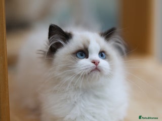 Ragdoll cats - Advert 5