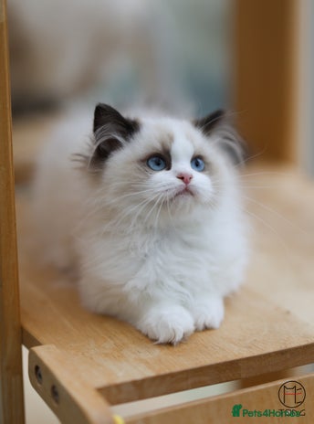 Ragdoll cats - Advert 3