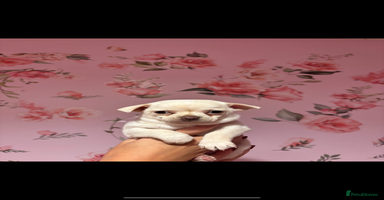 Chihuahua dogs - Advert 2