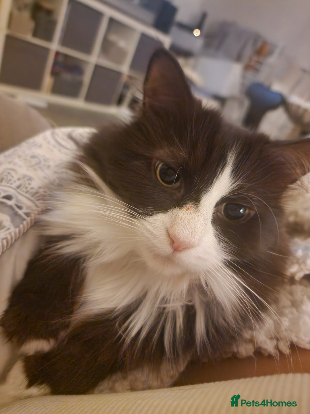 Mixed Breed cats for adoption: Loved family cats in need of a loving home  - Advert 9