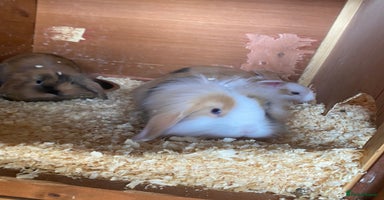 Mini Lop rabbits - Advert 1