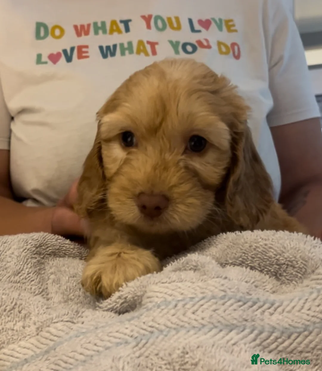 Cockapoo dogs for sale: 💙💗Gorgeous Cockapoo F1 Puppies  - Advert 2