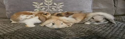 Mini Lop rabbits for sale: Mini lop baby bunnies for sale  - Advert 10
